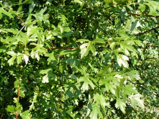 8) Hawthorn