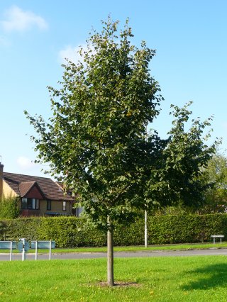 3) Lime tree - Tilia