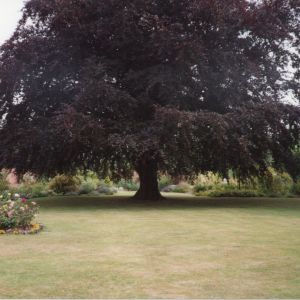 Open Gardens 1994 or 1995